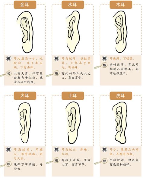 耳型 面相|面相入门